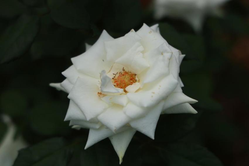 100 TL'lik ürünü bu sene bedava verecek! Hollanda'dan Adana'ya gelince işler değişti, talep patladı