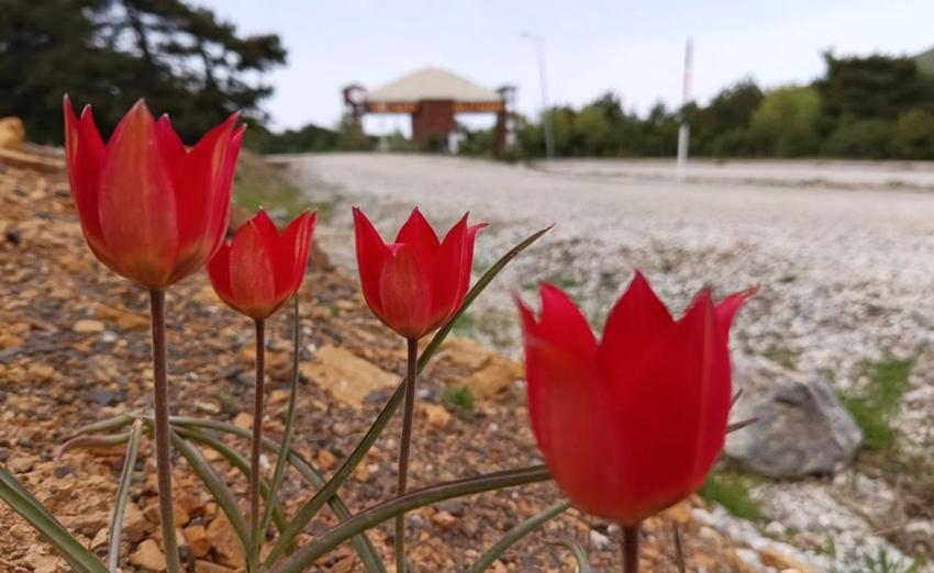Türkiye'de sadece Manisa'da var! Yılda bir kez ortaya çıkıyor, görmek için akın ettiler