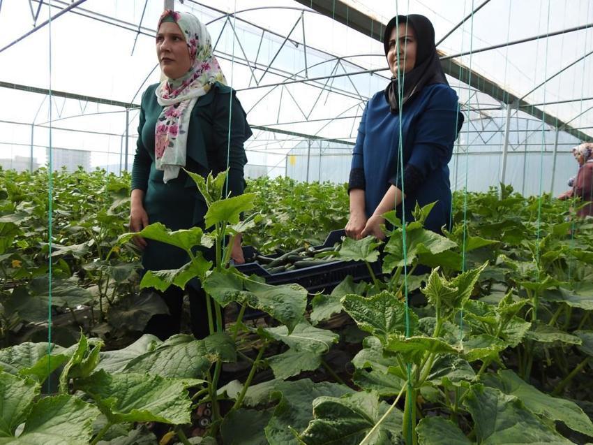 Devlet desteği aldılar, eğitim aldıkları serada üretime başladılar! Günlük 500 kilo ürün alıyorlar! 