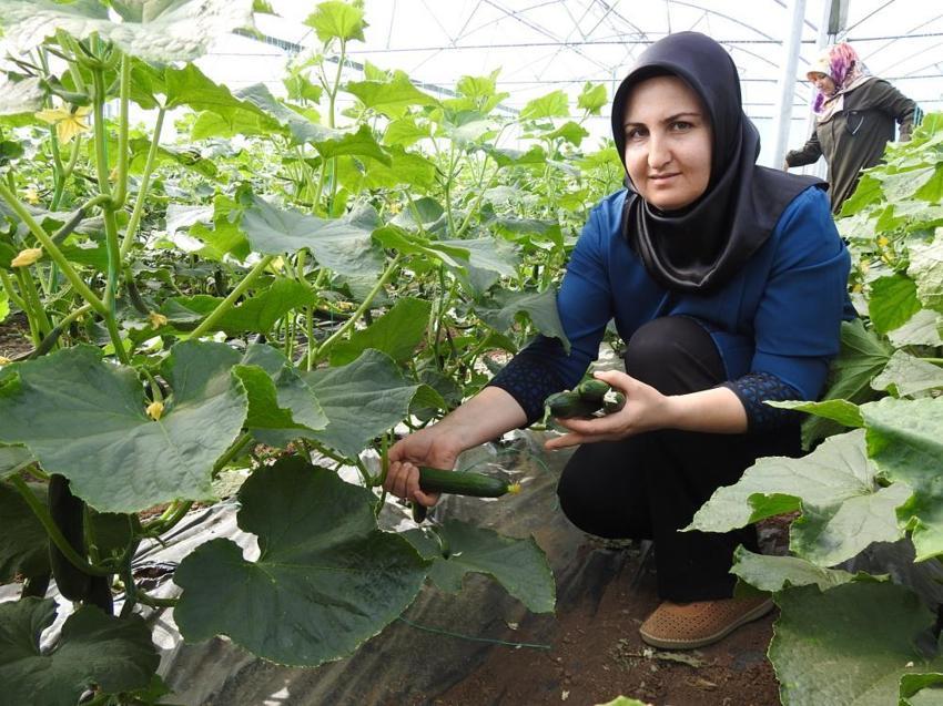 Devlet desteği aldılar, eğitim aldıkları serada üretime başladılar! Günlük 500 kilo ürün alıyorlar! 