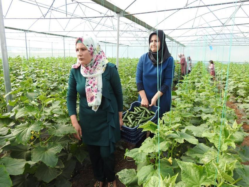 Devlet desteği aldılar, eğitim aldıkları serada üretime başladılar! Günlük 500 kilo ürün alıyorlar! 
