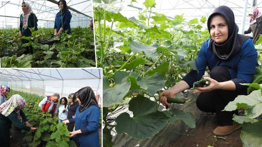 Devlet desteği aldılar, eğitim aldıkları serada üretime başladılar! Günlük 500 kilo ürün alıyorlar! 