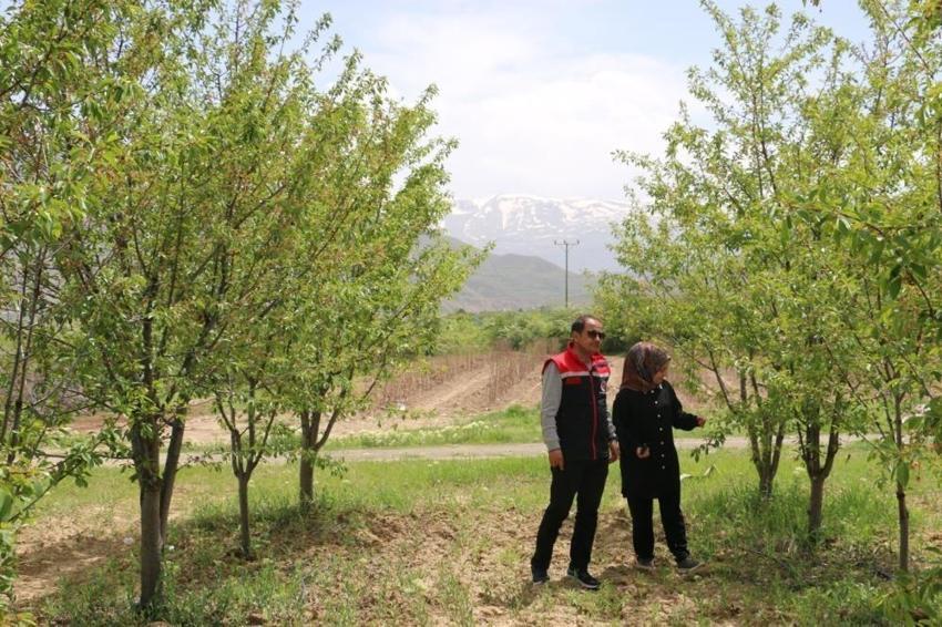 Türk cerrah 40 bin tane ağaç dikti, kendi yöntemiyle üretim yapıyor! Fabrikada işlenip ihraç ediyor