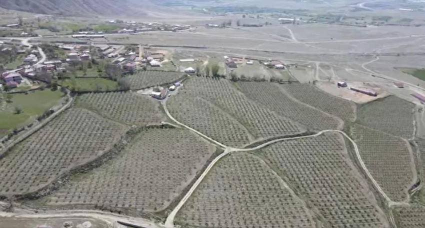 Türk cerrah 40 bin tane ağaç dikti, kendi yöntemiyle üretim yapıyor! Fabrikada işlenip ihraç ediyor