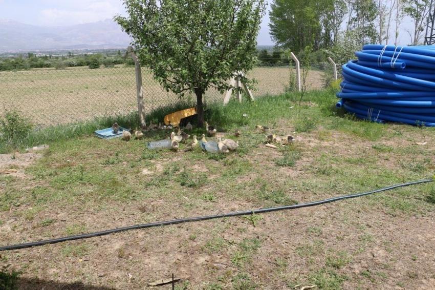 Türk cerrah 40 bin tane ağaç dikti, kendi yöntemiyle üretim yapıyor! Fabrikada işlenip ihraç ediyor