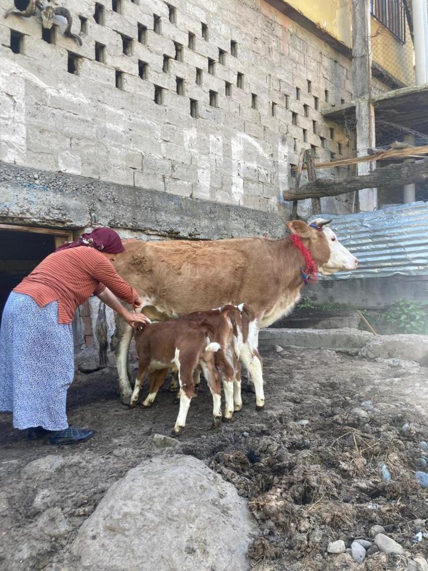 Artvin'de veterinerleri bile şaşırtan doğum: İki yıl üst üste ikiz doğuran İnek, bu kez dördüzle şaşırttı