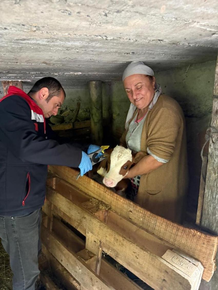 Artvin'de veterinerleri bile şaşırtan doğum: İki yıl üst üste ikiz doğuran İnek, bu kez dördüzle şaşırttı