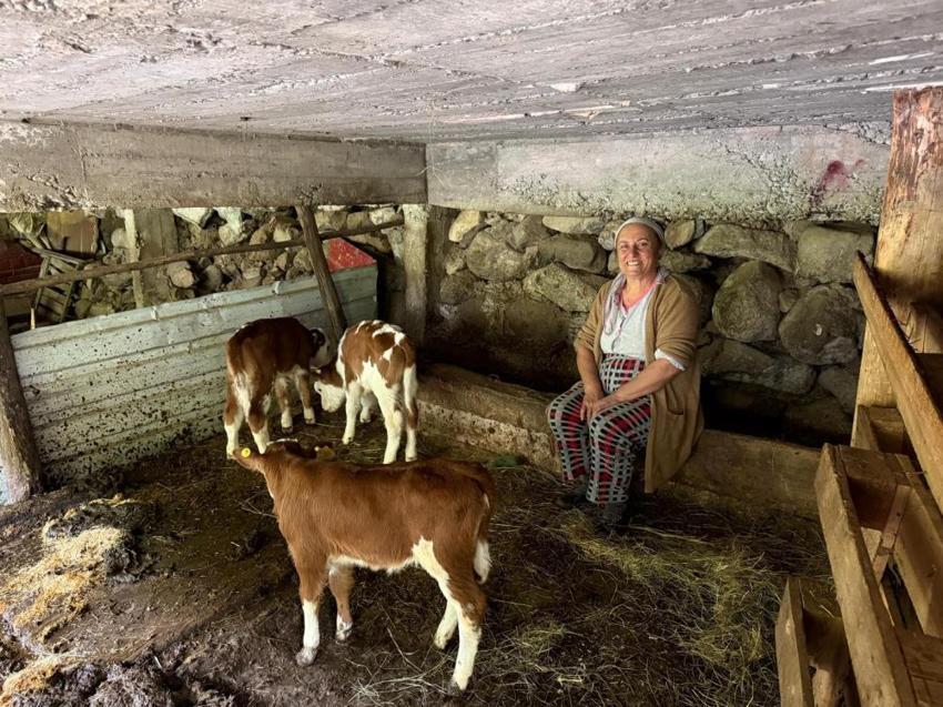 Artvin'de veterinerleri bile şaşırtan doğum: İki yıl üst üste ikiz doğuran İnek, bu kez dördüzle şaşırttı