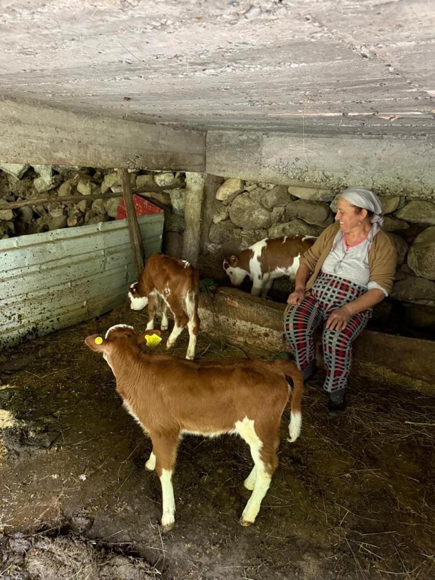 Artvin'de veterinerleri bile şaşırtan doğum: İki yıl üst üste ikiz doğuran İnek, bu kez dördüzle şaşırttı