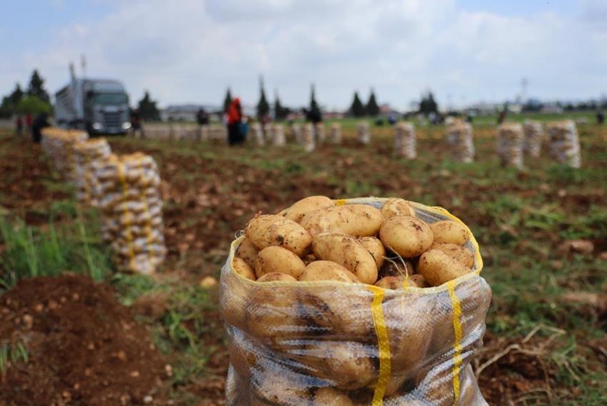 Türkiye'de ilk burada hasat ediliyor! Kilosu 24 liradan alıcısını bekliyor, sofralara doğru yola çıktı