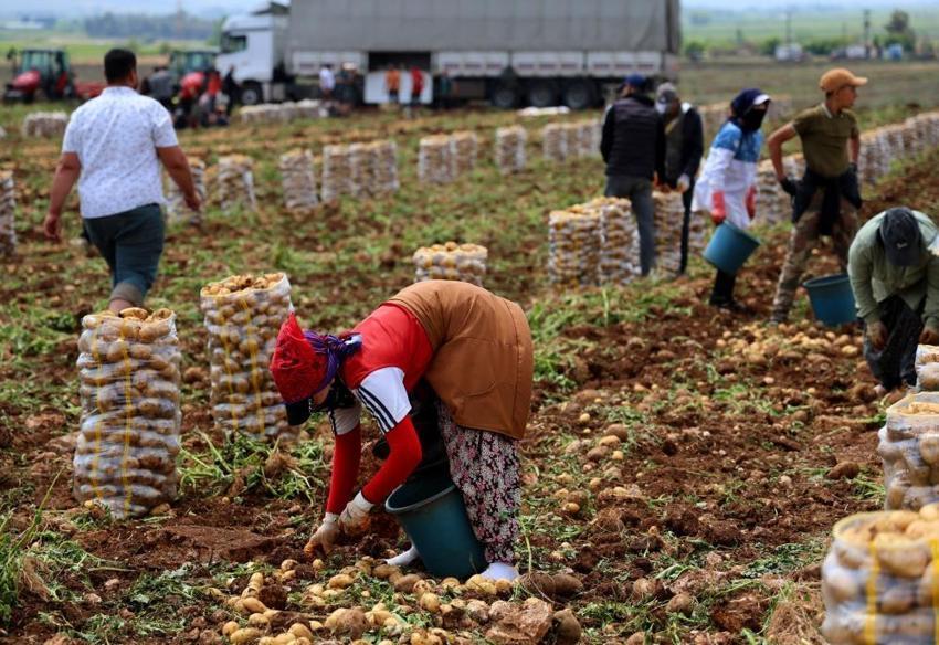 Türkiye'de ilk burada hasat ediliyor! Kilosu 24 liradan alıcısını bekliyor, sofralara doğru yola çıktı