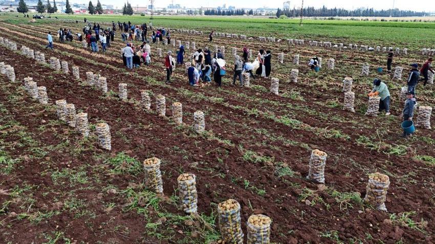 Türkiye'de ilk burada hasat ediliyor! Kilosu 24 liradan alıcısını bekliyor, sofralara doğru yola çıktı