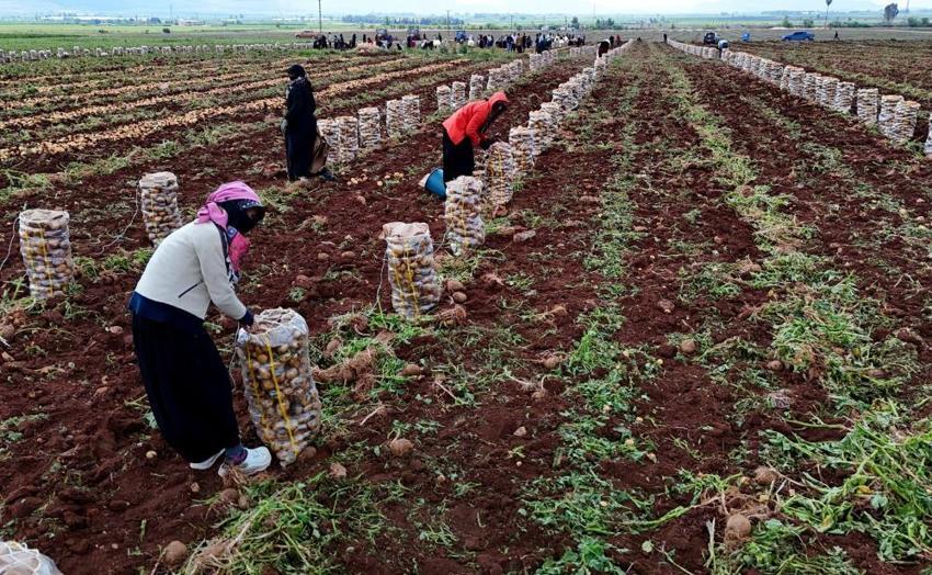 Türkiye'de ilk burada hasat ediliyor! Kilosu 24 liradan alıcısını bekliyor, sofralara doğru yola çıktı