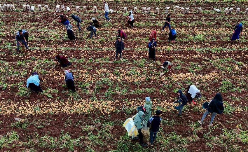 Türkiye'de ilk burada hasat ediliyor! Kilosu 24 liradan alıcısını bekliyor, sofralara doğru yola çıktı