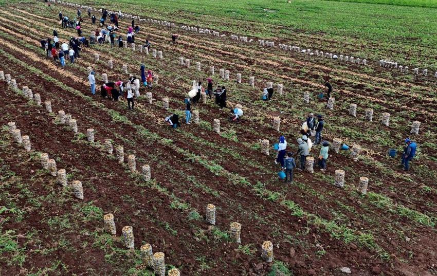Türkiye'de ilk burada hasat ediliyor! Kilosu 24 liradan alıcısını bekliyor, sofralara doğru yola çıktı