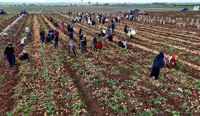 Türkiye'de ilk burada hasat ediliyor! Kilosu 24 liradan alıcısını bekliyor, sofralara doğru yola çıktı