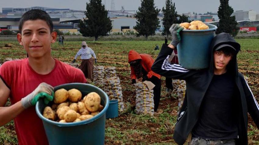 Türkiye'de ilk burada hasat ediliyor! Kilosu 24 liradan alıcısını bekliyor, sofralara doğru yola çıktı