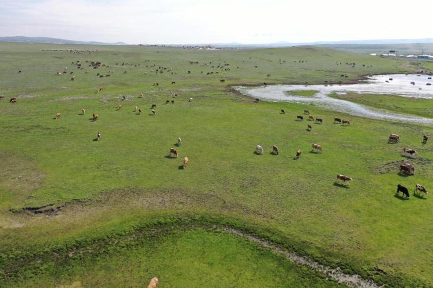 150 bin adeti yola çıktı! En çok kurbanlık o ilden çıkıyor
