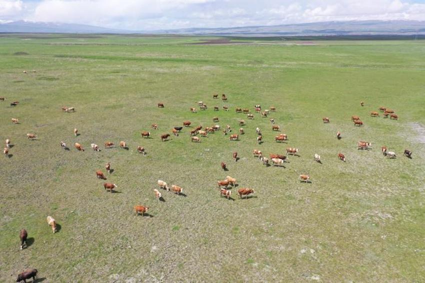 150 bin adeti yola çıktı! En çok kurbanlık o ilden çıkıyor
