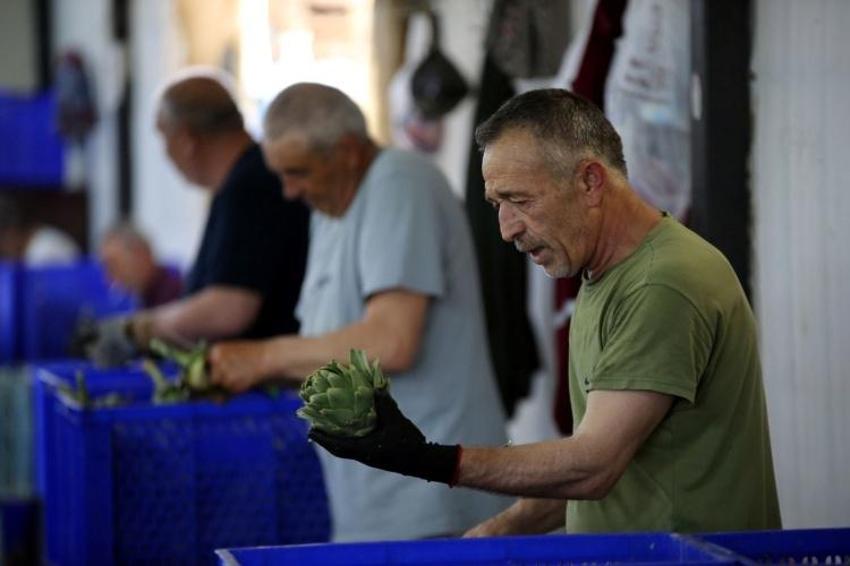 İlk hasat başladı, 1000 tanesi bir günde bitiyor! 20 erkek birleşti: Günde 2500 TL kazanılıyor