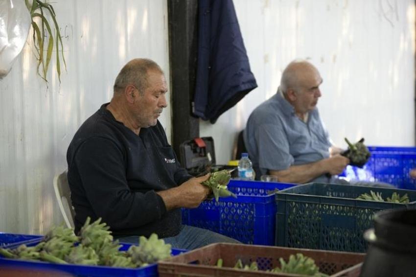 İlk hasat başladı, 1000 tanesi bir günde bitiyor! 20 erkek birleşti: Günde 2500 TL kazanılıyor