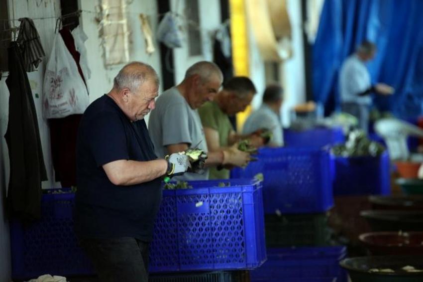İlk hasat başladı, 1000 tanesi bir günde bitiyor! 20 erkek birleşti: Günde 2500 TL kazanılıyor