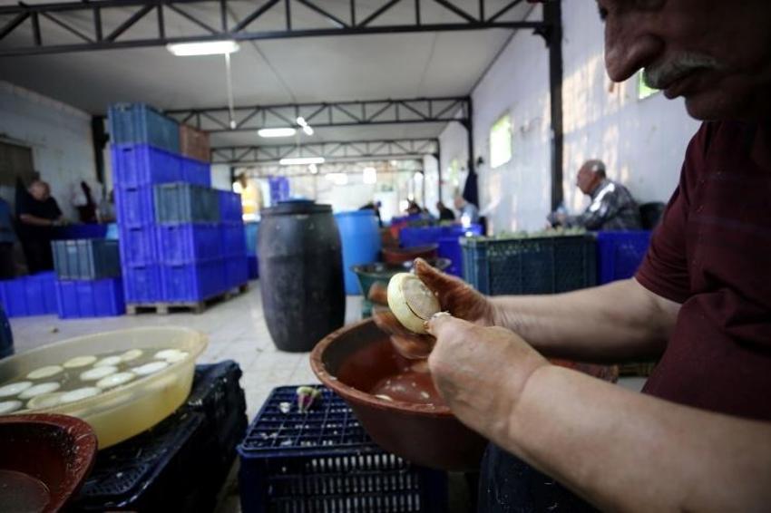 İlk hasat başladı, 1000 tanesi bir günde bitiyor! 20 erkek birleşti: Günde 2500 TL kazanılıyor