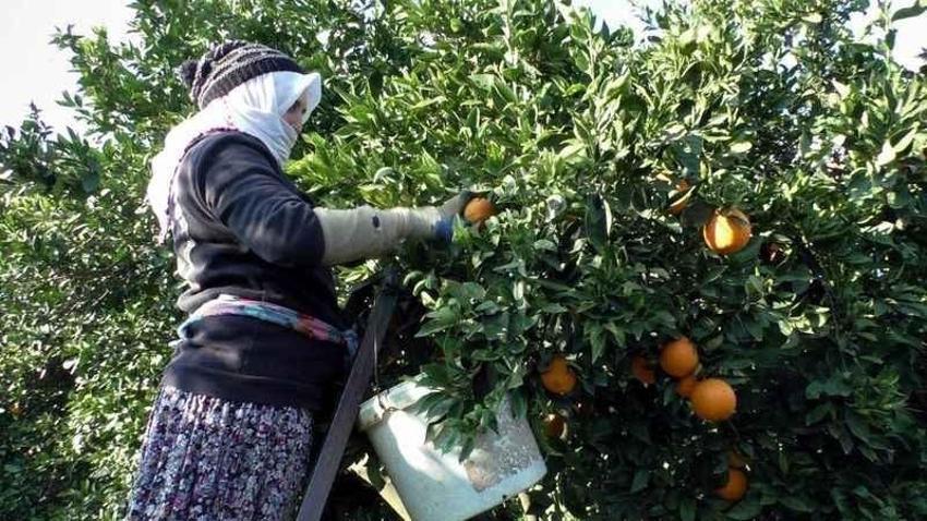 Her çiftçi başvurduğunda alıyor! Aydın'da destek başladı: Üretime 1 litre katkısı
