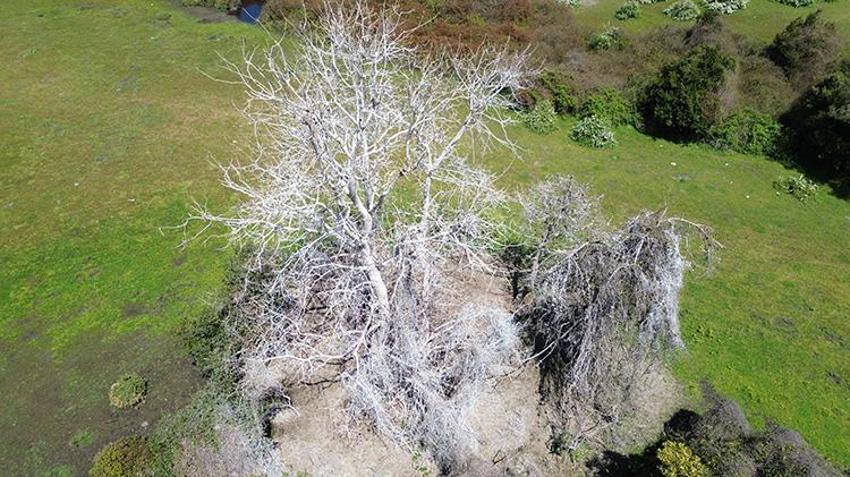 Samsun'un saklı cenneti kuş oteli gibi! Kızılırmak Deltası'nda 365 kuş türünü ağırlıyor