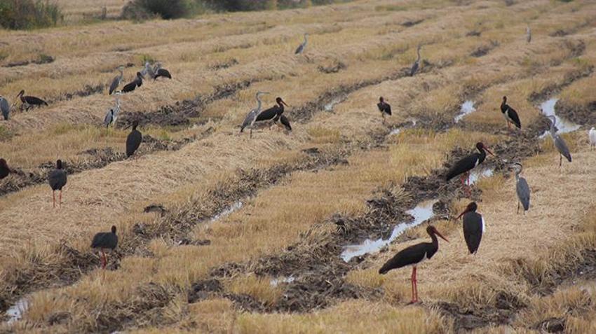 Samsun'un saklı cenneti kuş oteli gibi! Kızılırmak Deltası'nda 365 kuş türünü ağırlıyor
