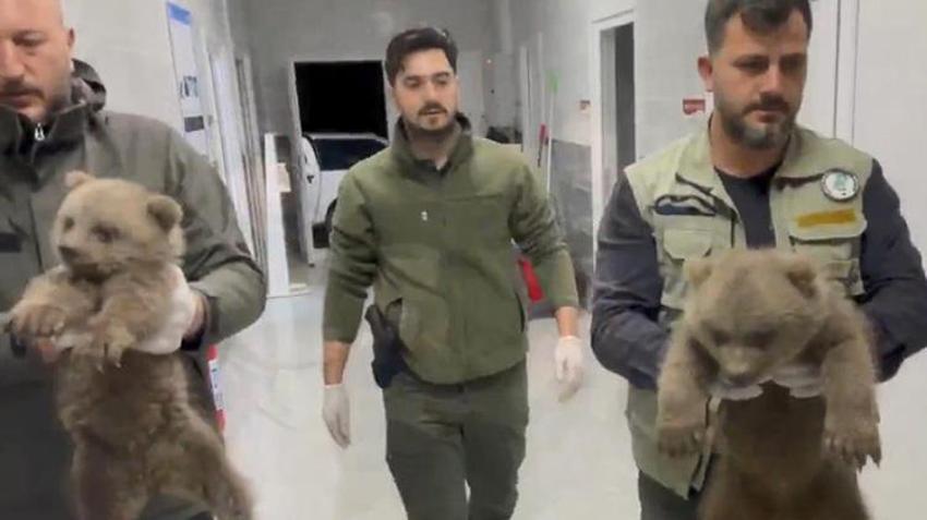 Annelerine ulaşılamayan yavru ayılar koruma altına alındı