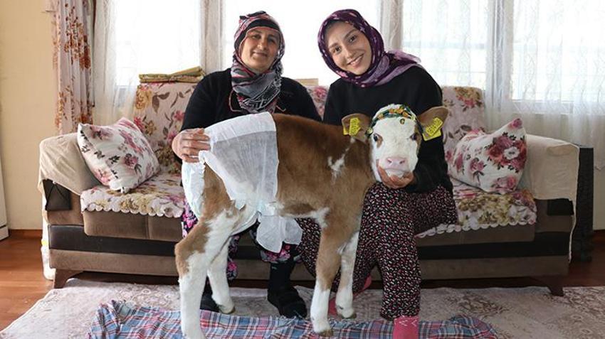 Annesi rahatsızlanan buzağıyı eve aldılar, ailenin üçüncü üyesi oldu