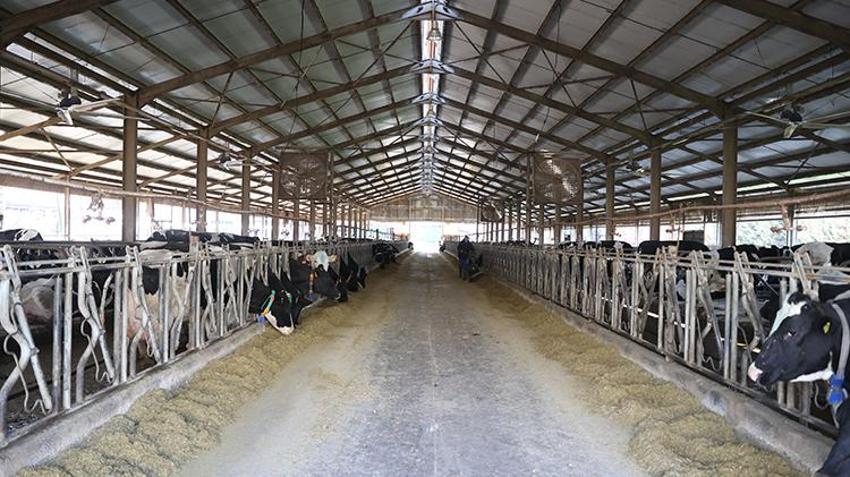 Devlet desteğiyle kurdu, günlük 32 ton üretiyor! Gideri neredeyse yok, bedavaya yapıyor