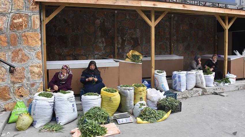 Doğada kendiliğinden yetişiyor! Köy köy arayıp torbalarca topluyorlar, pazarda kilosu 150 liraya satılıyor