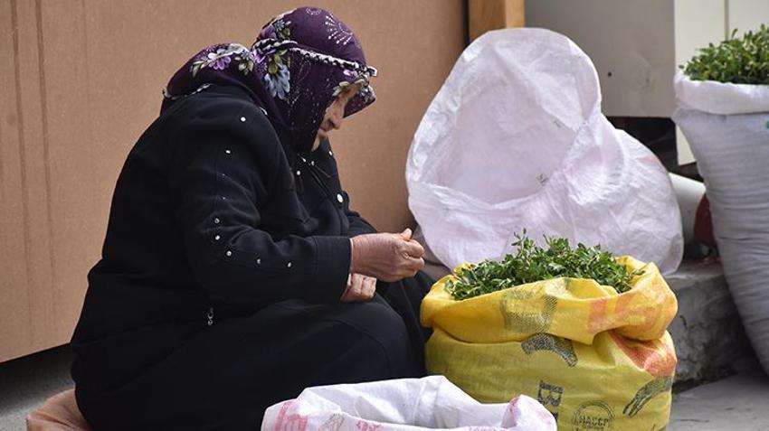 Doğada kendiliğinden yetişiyor! Köy köy arayıp torbalarca topluyorlar, pazarda kilosu 150 liraya satılıyor