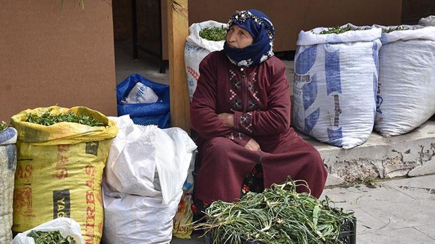 Doğada kendiliğinden yetişiyor! Köy köy arayıp torbalarca topluyorlar, pazarda kilosu 150 liraya satılıyor