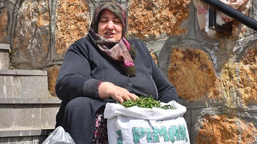 Doğada kendiliğinden yetişiyor! Köy köy arayıp torbalarca topluyorlar, pazarda kilosu 150 liraya satılıyor