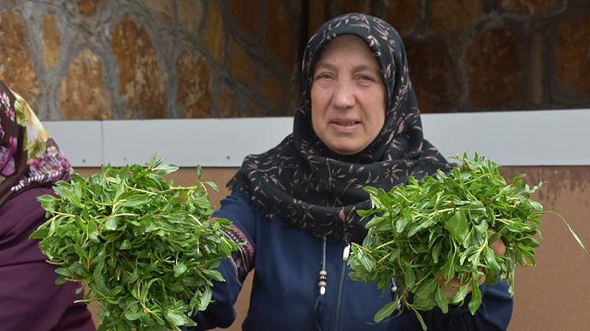 Doğada kendiliğinden yetişiyor! Köy köy arayıp torbalarca topluyorlar, pazarda kilosu 150 liraya satılıyor