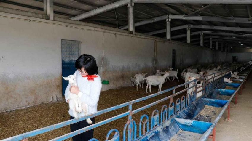 Güney Kore'de düşündü, Kocaeli'de hayata geçirdi! Genç kadın fabrika kurdu, Üretim 22 dönüme ulaştı