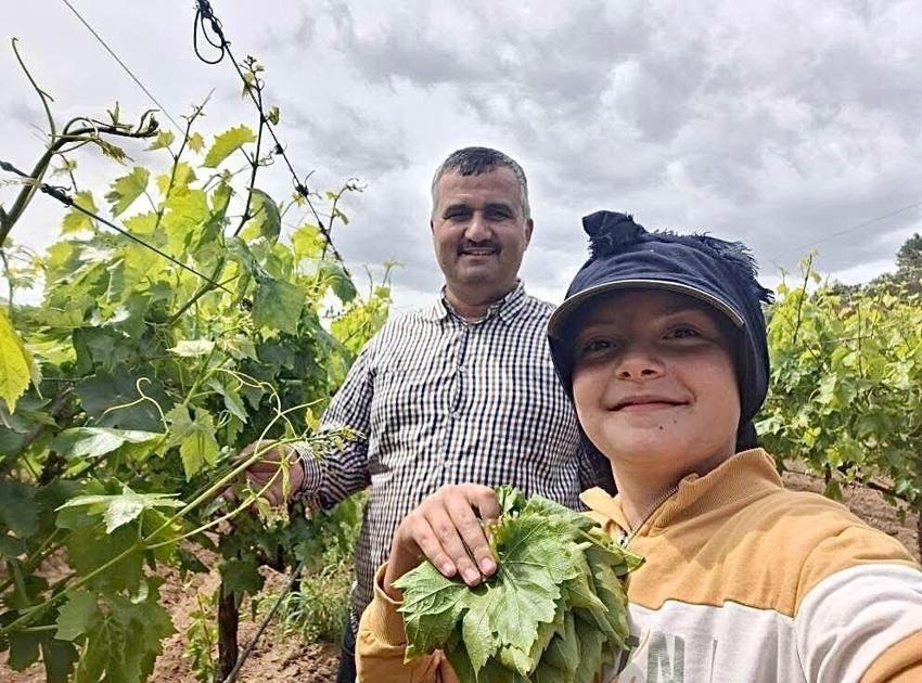 Günlük 1500 TL kazandırıyor! Manisa'da sezon başladı, ev kadınları bağlara koşuyor