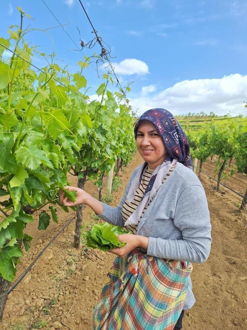 Günlük 1500 TL kazandırıyor! Manisa'da sezon başladı, ev kadınları bağlara koşuyor