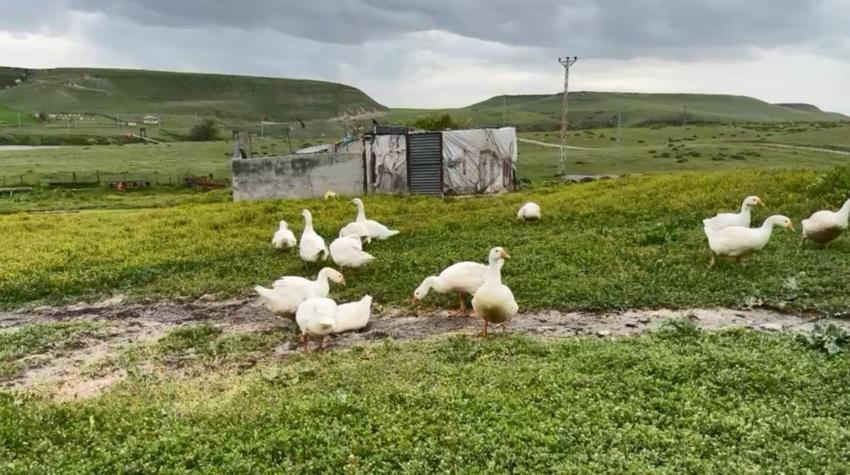 Kars'ta sofraların vazgeçilmezi! Köylüler gözü gibi bakıyor, kilosu 4.500 lira, gram altınla yarışıyor