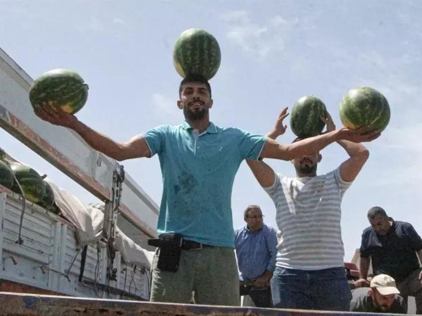 Adana'da 7 TL, İstanbul'da 50! Karpuz hasadı başladı