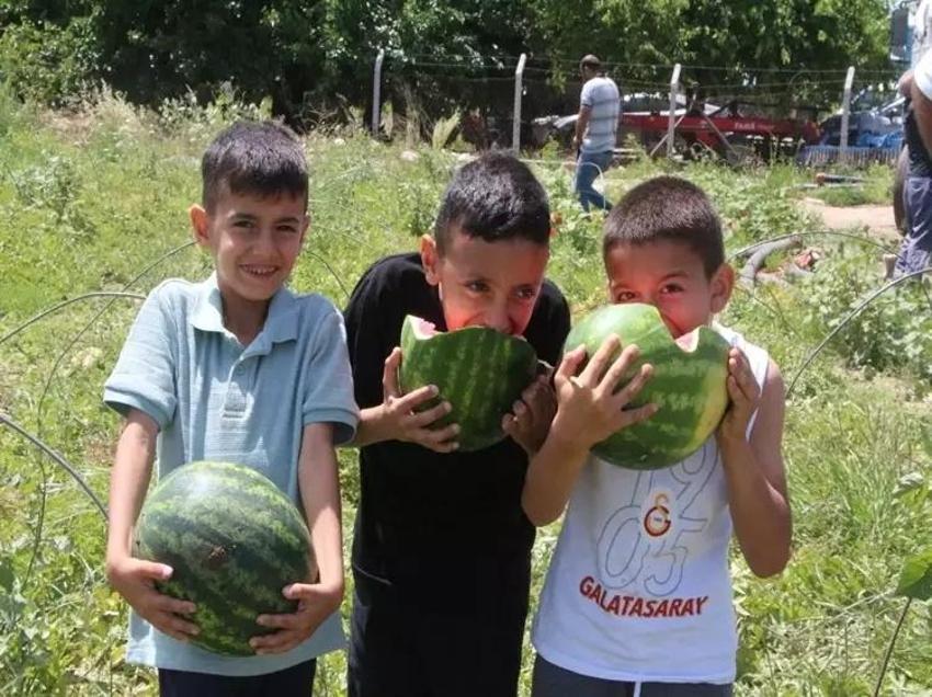 Adana'da 7 TL, İstanbul'da 50! Karpuz hasadı başladı