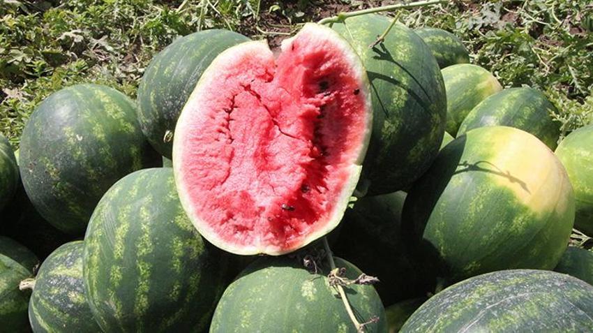 İlk hasat başladı: Kilosu tarlada 7 lira! Türkiye'nin ihtiyacının 4'te birini karşılıyor