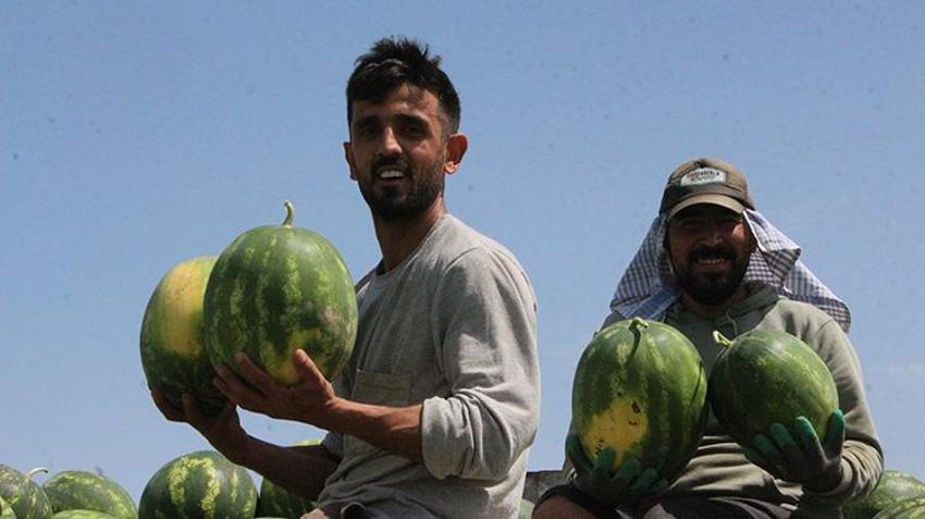 İlk hasat başladı: Kilosu tarlada 7 lira! Türkiye'nin ihtiyacının 4'te birini karşılıyor