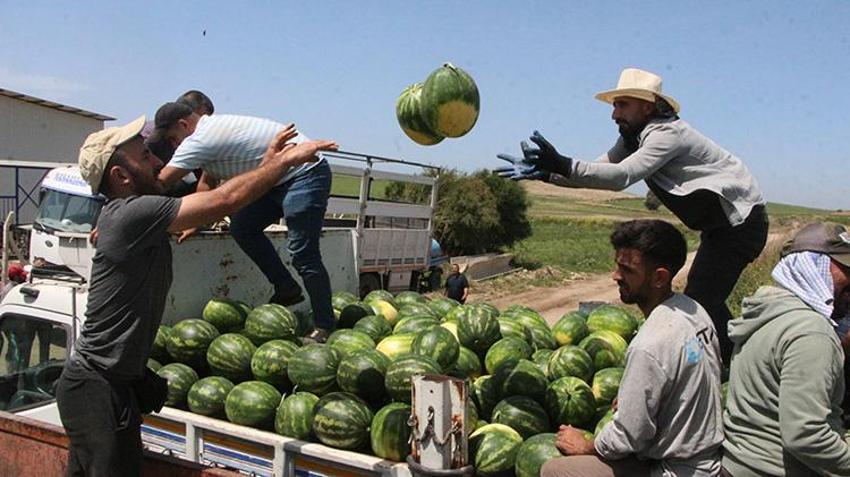 İlk hasat başladı: Kilosu tarlada 7 lira! Türkiye'nin ihtiyacının 4'te birini karşılıyor