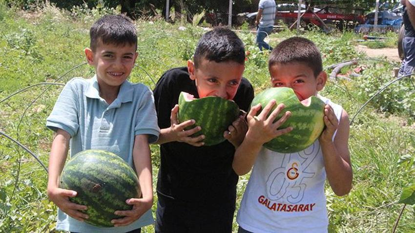 İlk hasat başladı: Kilosu tarlada 7 lira! Türkiye'nin ihtiyacının 4'te birini karşılıyor