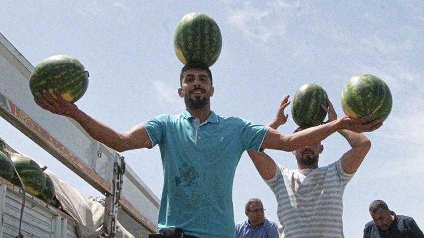 İlk hasat başladı: Kilosu tarlada 7 lira! Türkiye'nin ihtiyacının 4'te birini karşılıyor