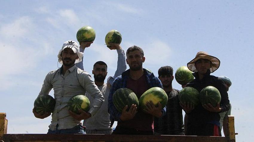 İlk hasat başladı: Kilosu tarlada 7 lira! Türkiye'nin ihtiyacının 4'te birini karşılıyor